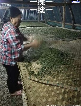 普洱茶叶杀青的完整过程与技巧：如何确保茶叶质量和口感？