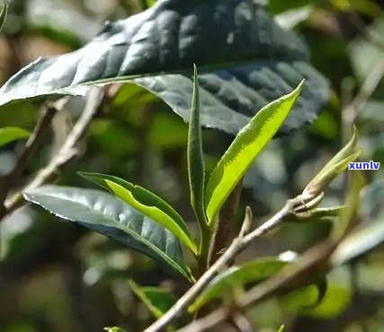 探究普洱茶单株与混采品种间的独特风味差异