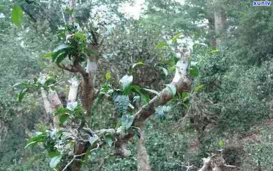 云南大叶种普洱茶：古道风情与纯净口感的完美结合