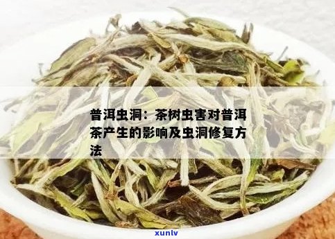 普洱茶虫洞是否影响饮用？如何处理虫洞普洱茶？