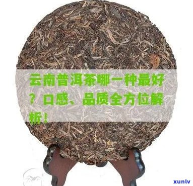 云曼阁普洱茶全方位解析：品质、口感、选购与冲泡，让你一次了解透彻！