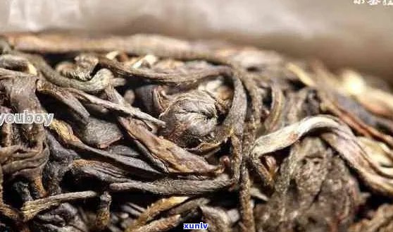 麻绳般结实的普洱茶品种与特色介绍