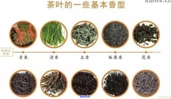 新 探究普洱茶海苔味的奥秘：成分、工艺与风味