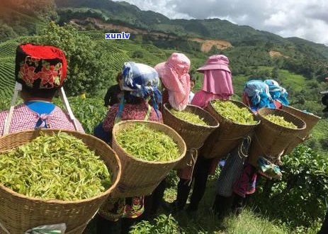 普洱茶带有海洋风味，令人回味无穷