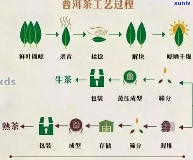 探究普洱茶青味产生的秘密：工艺、原料还是存环节的影响？