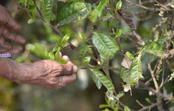 攸乐古树茶春茶价格、品质、产地以及泡法全面解析，助您轻松选购和品鉴