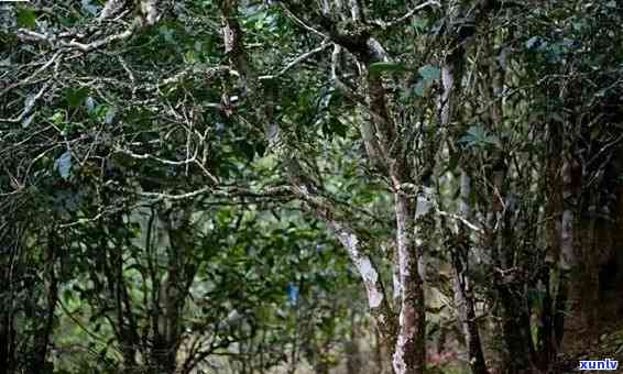 六大古茶山之易武：特点、文化与传承