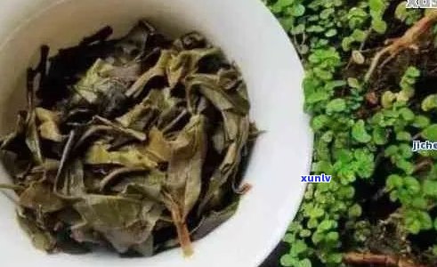 普洱茶能当花土用吗？有吗？可以当花肥吗？能当养花的肥料吗？