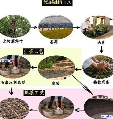 普洱茶 *** 全过程：从种植、采摘到 *** 的详细步骤和技巧