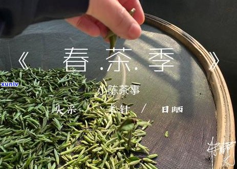 如何正确保存古树普洱散茶以保持其品质和风味？