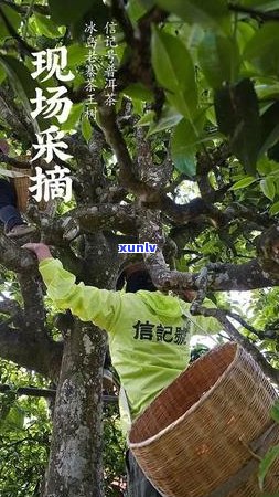 普洱茶的茶区分布及特点：云南为主，其他地区也有分布。