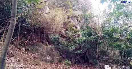 茗山行普洱茶怎么样