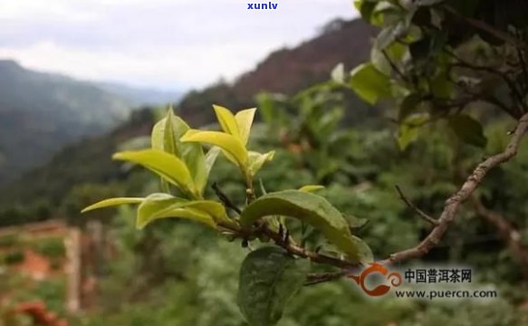 十大普洱茶名寨特点