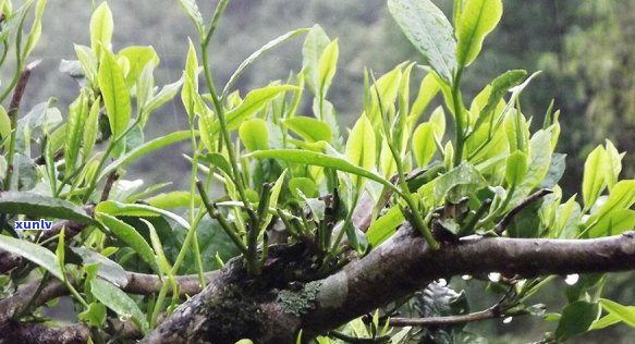 普洱茶中的明前茶与雨前茶：两种不同节的特色茶品