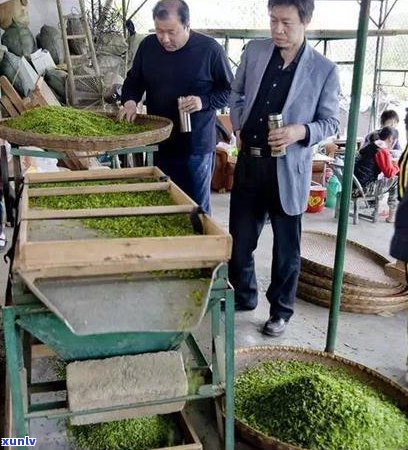 普洱茶中的明前茶与雨前茶：两种不同节的特色茶品