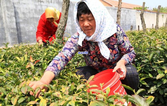 雨前茶的采摘节和品质特点，如何选择购买？