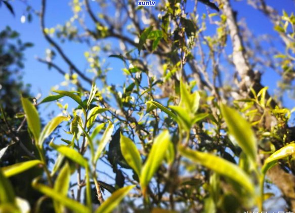 雨前普洱茶多钱一斤