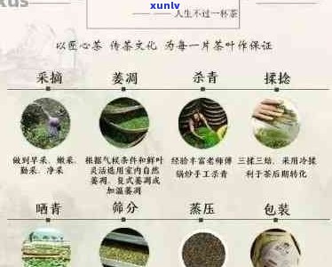 探究普洱茶八级原料表：品质、产地与 *** 工艺的深度剖析