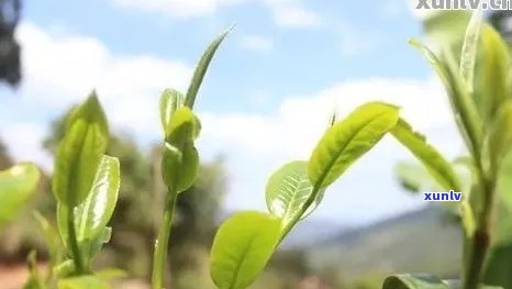 忙麓山普洱茶特点简介：古树茶口感独特，价格适中。