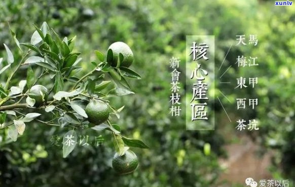 小清柑茶：品种、产地、功效与冲泡 *** 的全面解析