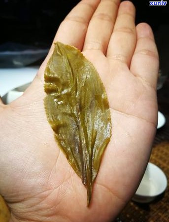 曼松普洱茶：大叶茶的代表品种之一吗？了解其特点与分类