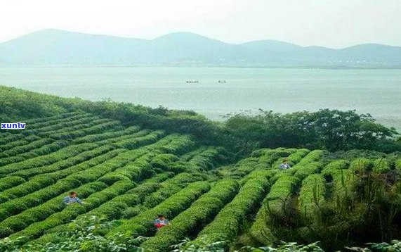 澜沧江流域普洱茶分布情况