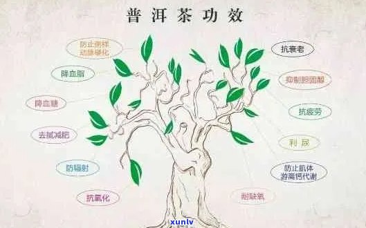 探索普洱茶的世界：书官网，提供全面的普洱茶知识、和购买指南