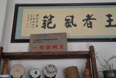 云南普洱茶新六大山头特点：口感、组成与五大山头对比