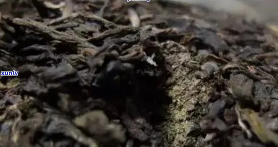 普洱茶屎虫格多少钱？虫屎普洱茶的形状是什么？