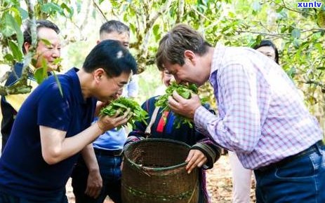 普洱茶的 *** 过程详解：从采摘到 *** 的全方位解析