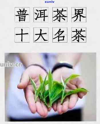 探寻普洱茶的世界排名：它在茶叶界的地位如何？