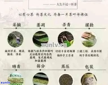 十年七子普洱茶的价格变化、品质鉴别与购买指南：一篇全面解析