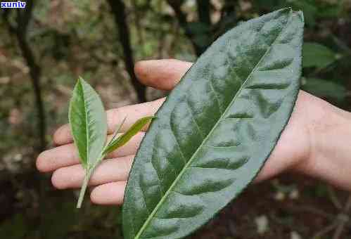 全面解析普洱茶大小叶的区别与特点，帮助您选购合适的茶叶