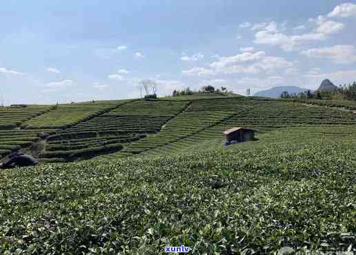 福鼎市鼎晟辉茶业：价格、品质与口感的全方位解析