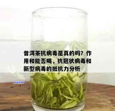 普洱茶的抗病功效：如何帮助预防和缓解新型病感染？