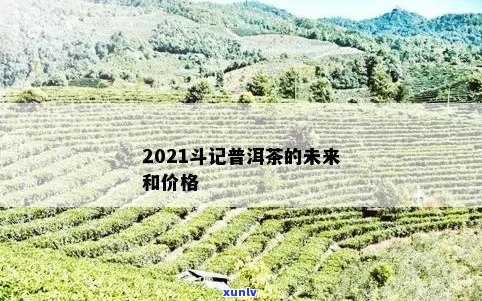 2021斗记普洱茶未来如何查真伪