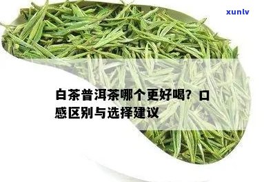 白茶和普洱茶：哪个更适合你的口味？如何选择与品鉴两种茶叶的技巧解析