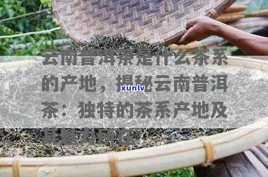 云南普洱茶：全球的乌龙茶产地及其独特魅力