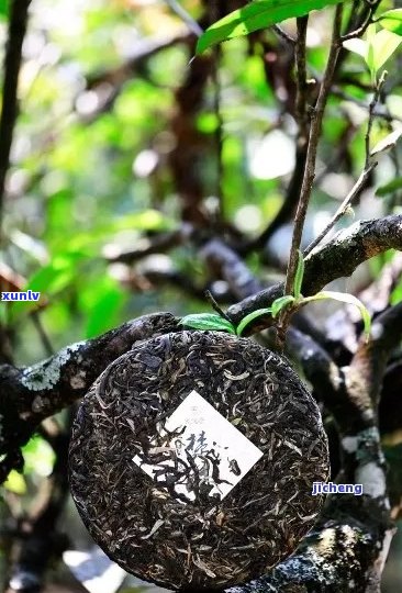 三亚品质好的普洱茶排名：探究当地优质茶叶，为您选购提供参考。