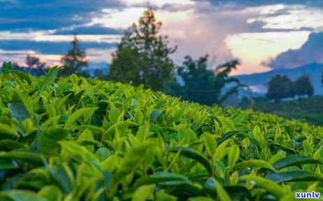 三亚品质好的普洱茶排名：探究当地优质茶叶，为您选购提供参考。