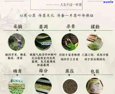 吉良古树纯料普洱茶价格表及特点：高品质茶叶的精选与独特风味，价格实。