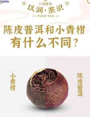 小青柑普洱茶与桔普茶的对比：哪个更适合你？