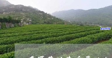 探究普洱茶中花香的神秘来源及其独特魅力