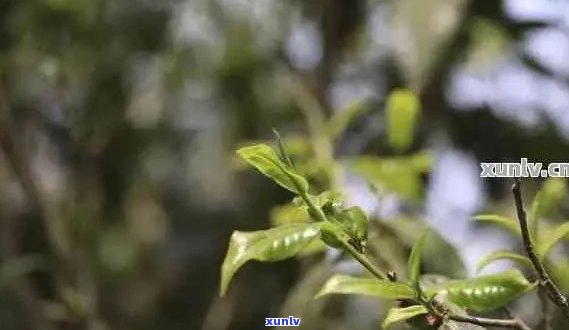 普洱茶有花香味吗？普洱茶花香味主要有哪几种？普洱茶的花香怎么来的？