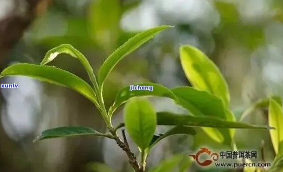 普洱茶有花香味吗？普洱茶花香味主要有哪几种？普洱茶的花香怎么来的？