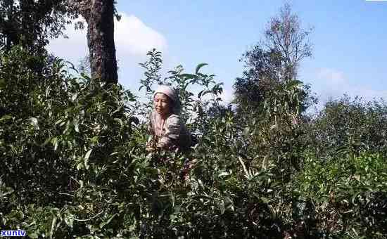 南糯山多依寨普洱茶特点及价格