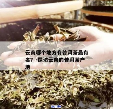 云南普洱茶：哪个产地的茶叶最为出名？