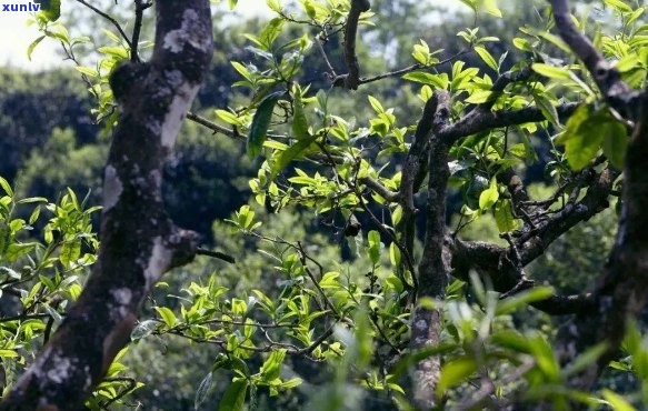 云南纯正大叶种普洱茶：号六大茶山精选之作