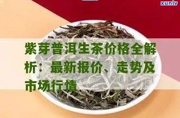 紫娟普洱茶价格：一斤多少钱？