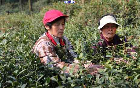 普洱茶一杯能喝几遍